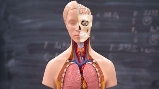 İnsan anatomisi yeniden yazılıyor! Yüzyıllardır inceleniyor ama...