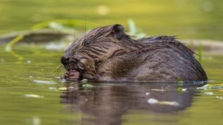 Bu hayvanlar doğayı değiştirerek karbonu toprağa hapsediyor