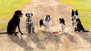 Köpeklerin şaşırtan müzikal yeteneği! Bazı ırklar tonları takip edebiliyor