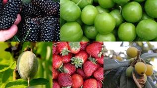 Nisan ayı meyveleri nelerdir? C vitamini içeren besinler... Karadut, çağla, çilek, yeşil erik ve malta eriğinin faydaları