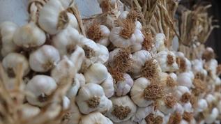 Sarımsağın içindeki vitaminler bağışıklığı güçlendiriyor