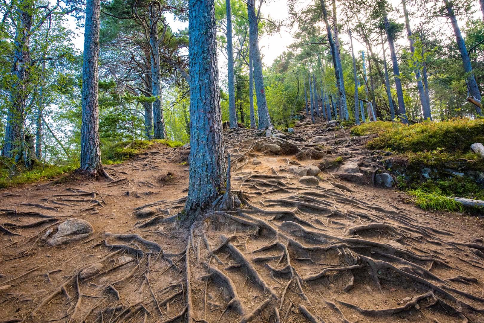 Şaşırtan araştırma! Orman toprağı evdeki bakterileri değiştiriyor