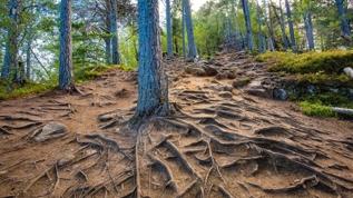 Şaşırtan araştırma! Orman toprağı evdeki bakterileri değiştiriyor