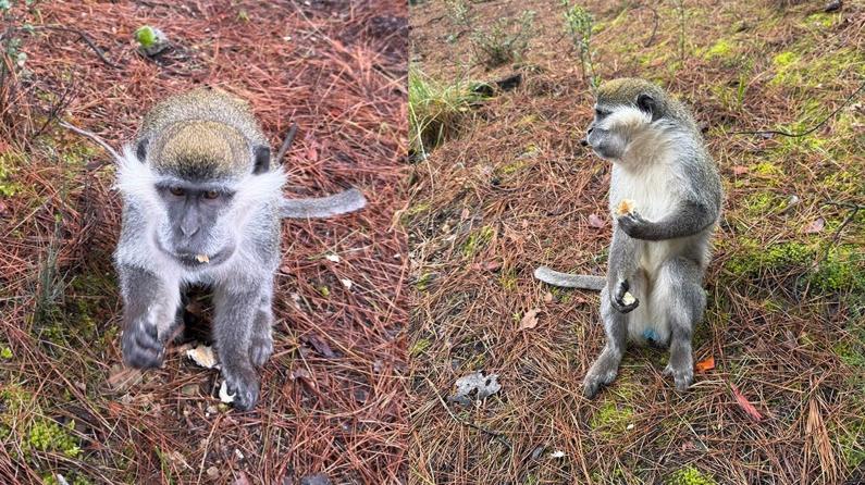 Esrarengiz olayın hikayesi ortaya çıktı: Firari maymunların sırrı çözüldü