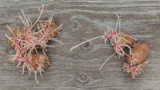 Gıda uzmanlarından filizlenmiş patates uyarısı! Sağlığınızı riske atmayın