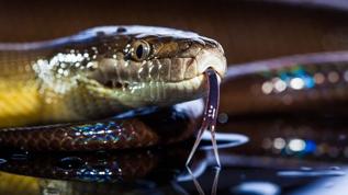 Ölümcül yılanlara meydan okuyan adamın kanı bilim dünyasını salladı