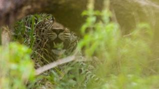 Yağmur ormanında sürpriz karşılaşma! Anne ve yavrular ilk kez görüntülendi