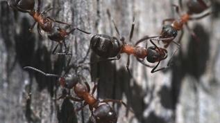 Evde karınca istilasına karşı doğal yöntemler