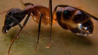 Mutfakta karınca istilasına son! Çözüm sandığınızdan çok daha basit