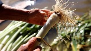 Pırasa kış sofralarında bağışıklığı güçlendiriyor