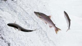 Şelaleleri tırmanan balıkların gizemi çözüldü