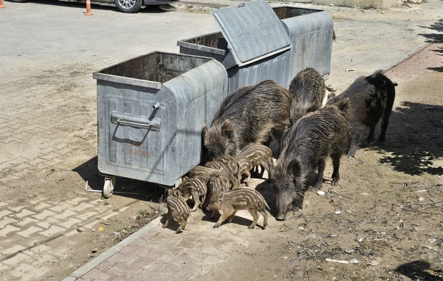 Aydın'da yaban domuzları gündüz vakti sokaklarda yiyecek aradı