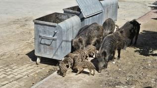 Aydın'da yaban domuzları gündüz vakti sokaklarda yiyecek aradı