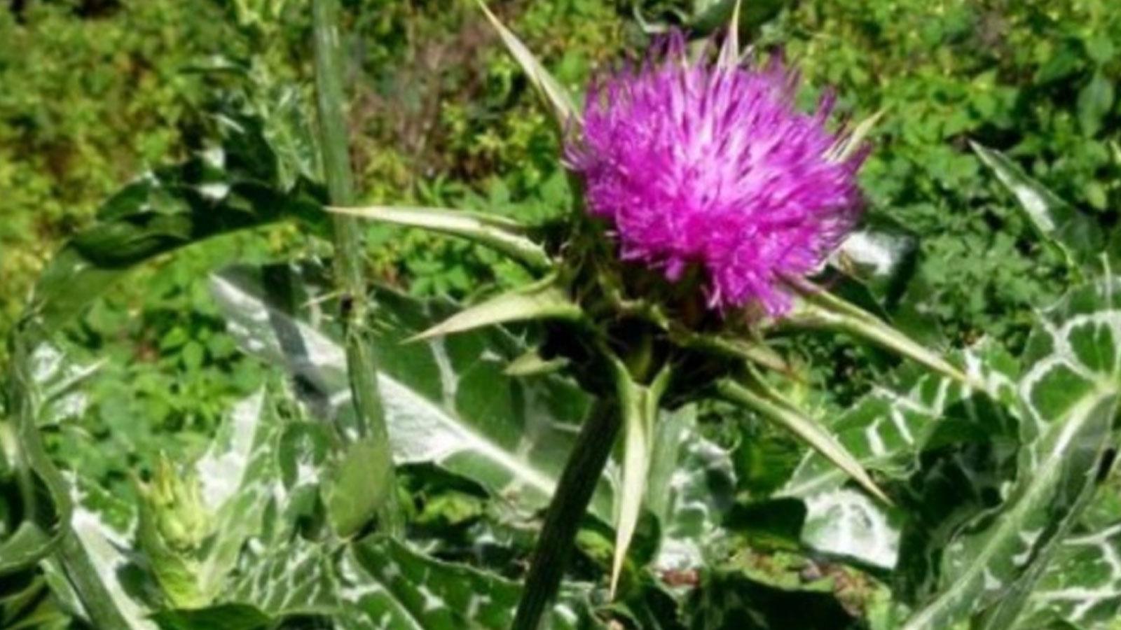 Deve dikeniyle karaciğer sağlığında yeni dönem