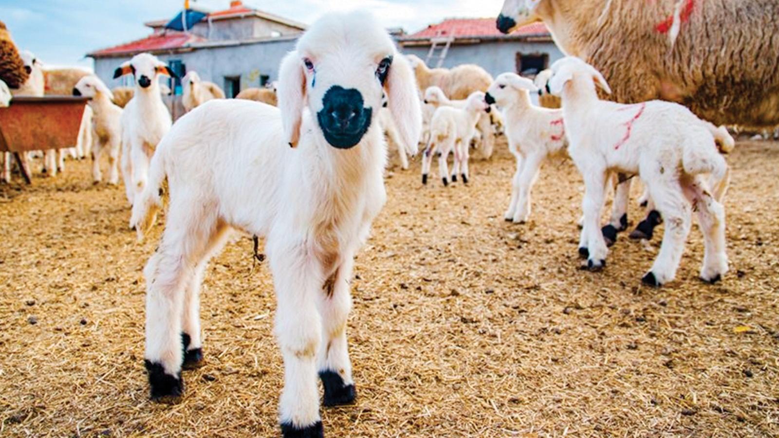 Devletten küçükbaş yetiştiriciliğine güçlü teşvik