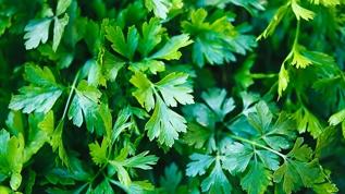 Maydanozun temel faydaları nelerdir?