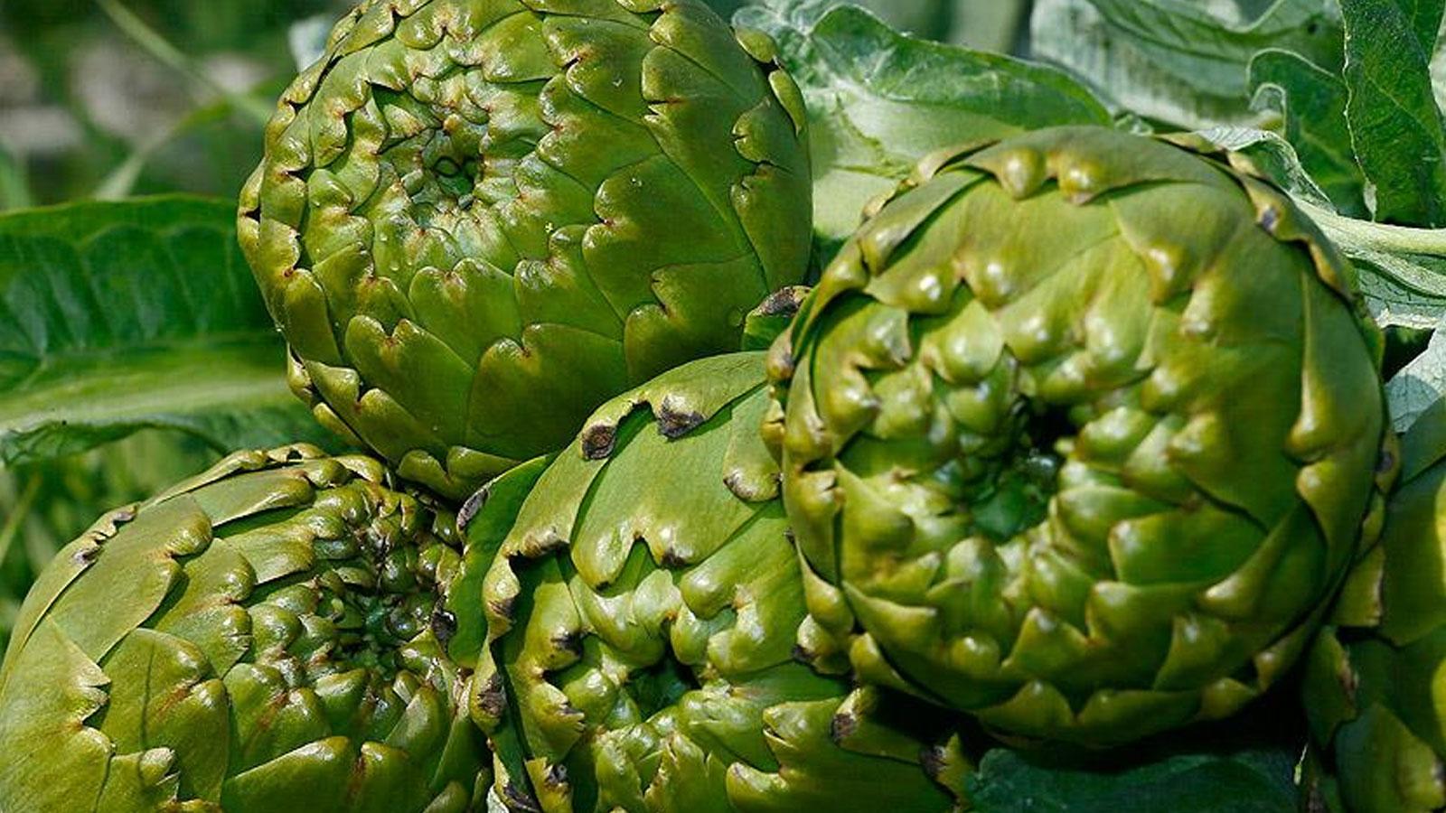 Uzmanlardan enginar uyarısı: Karaciğer sağlığı için kritik rol