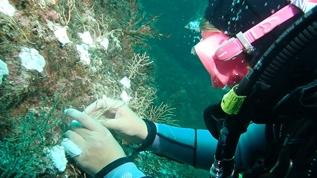 Bakan Kurum'dan Marmara Denizi'nde mercan popülasyonu artıracak projeye ilişkin paylaşım: Doğayı mercanlarla onarıyoruz