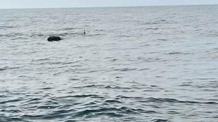 MSB: İğneada açıklarında mayın imha edildi