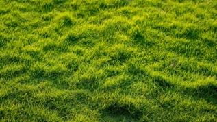 Çim bakımı uzmanlarından yabani otlarla mücadelede 5 etkili yöntem