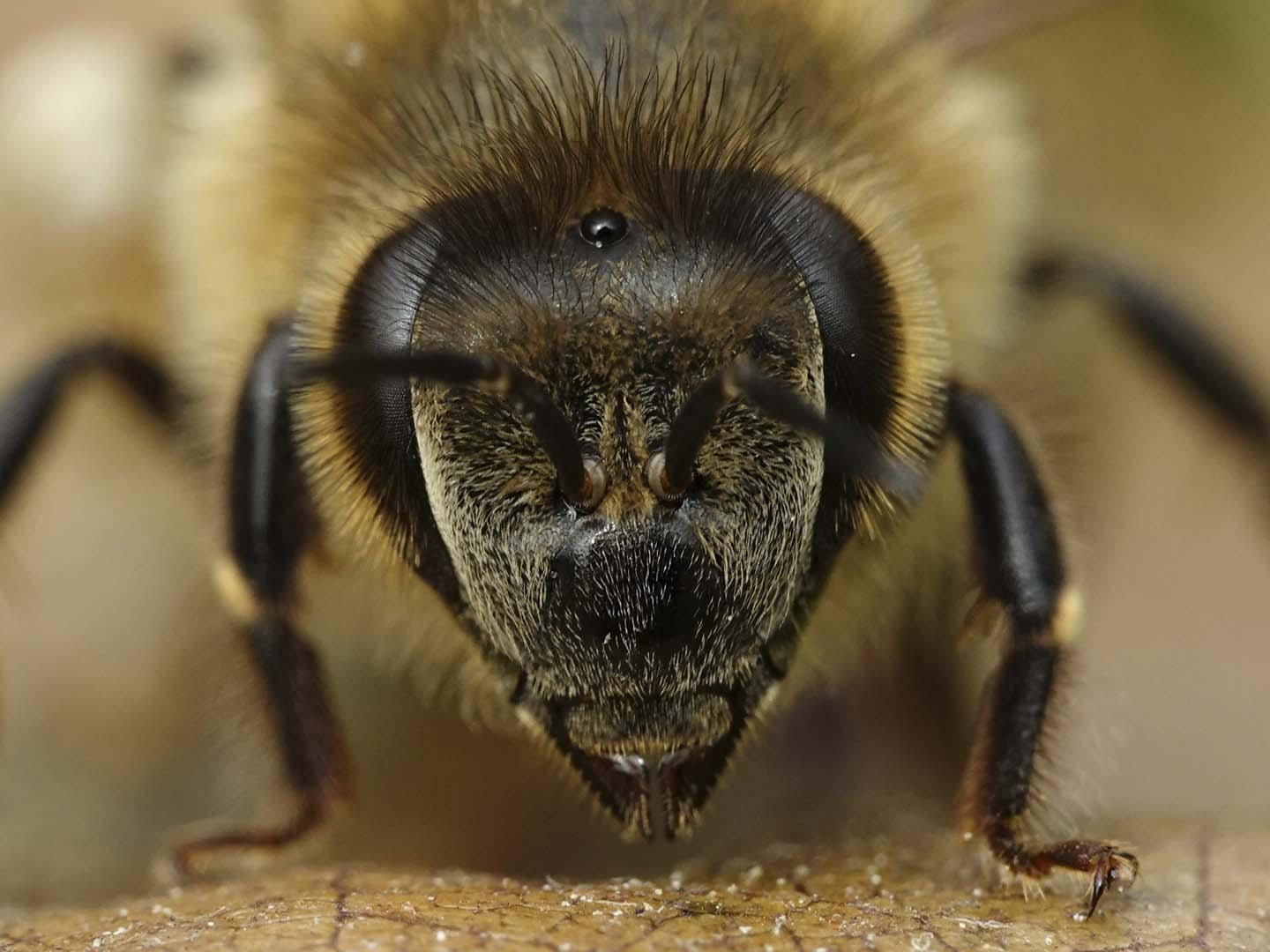 119 yıl sonra geri döndü! Kayıp arı türü nasıl bulundu?
