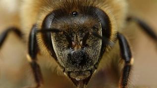 119 yıl sonra geri döndü! Kayıp arı türü nasıl bulundu?