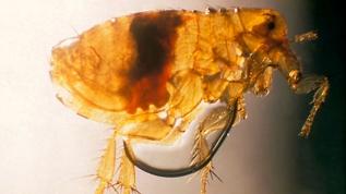 Pire kaynaklı tifüs vakalarında tarihi artış! Yetkililerden acil önlem çağrısı