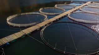 Su ürünlerinde büyük kriz! Görünmeyen tehlike hızla yayılıyor