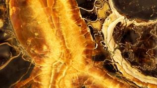 300 milyon yıllık hata gün yüzüne çıktı! Tarih yeniden yazılıyor