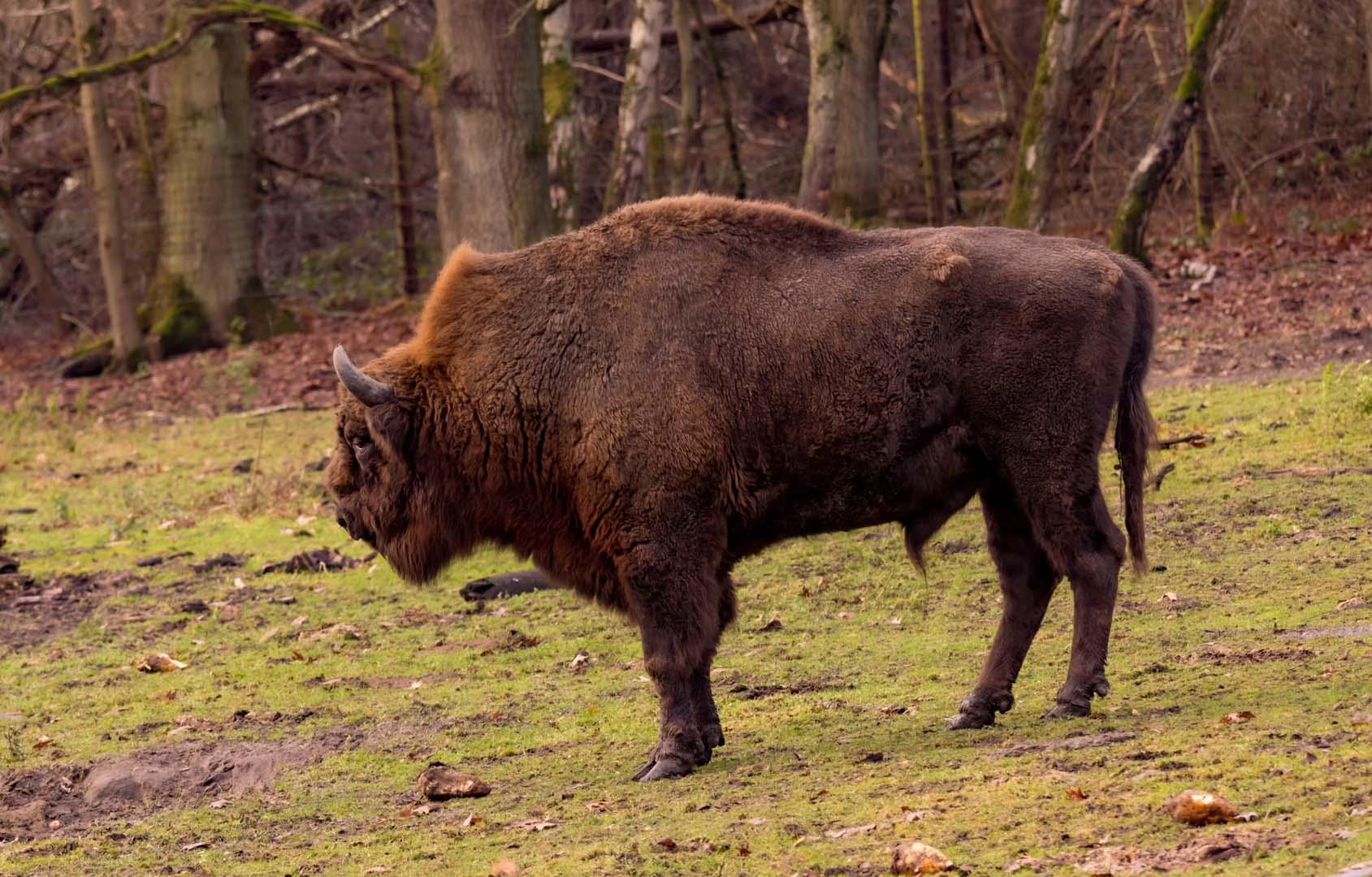 Avrupa bizonu mucizesi! Yılda 84,000 aracın karbonunu temizliyorlar