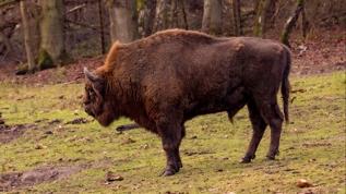 Avrupa bizonu mucizesi! Yılda 84,000 aracın karbonunu temizliyorlar