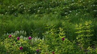 Bilim insanlarından istilacı bitki örtüsüne karşı acil önlem çağrısı