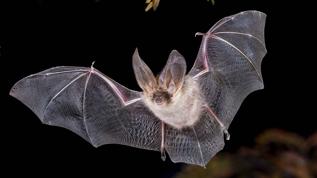 Gece evinizin üstünde yarasa mı var! Bu aslında neyin işareti?