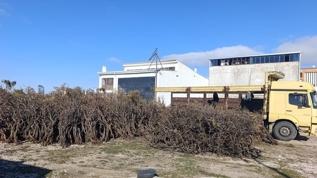 Muğla'nın Marmaris ilçesinde kuru gevenler ekonomiye kazandırılıyor