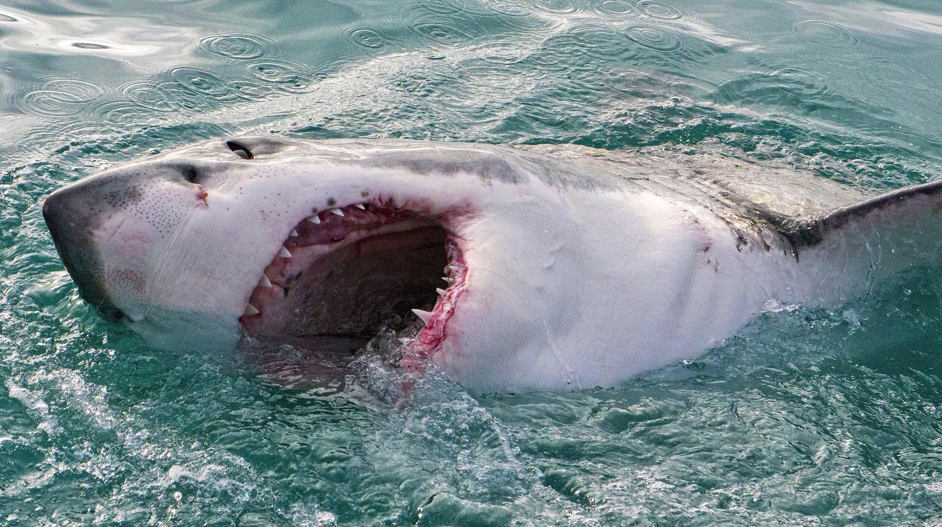 Oltasına köpekbalığı takıldı! Genç adam hiç düşünmeden denize atladı