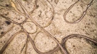 Sessiz tehlike! 10 yıl belirti vermeyen parazit yayılıyor