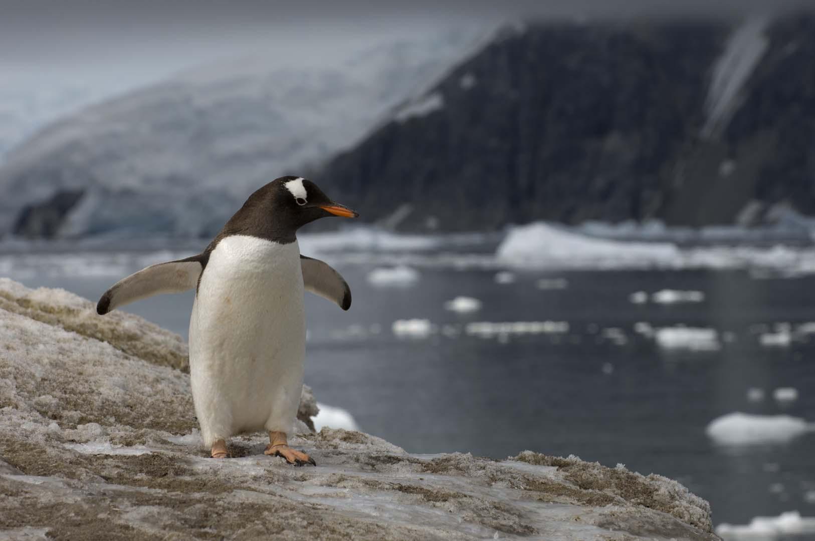 Antarktika'da kriz büyüyor! Deniz buzunun erimesi hangi türleri vurdu?