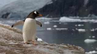 Antarktika'da kriz büyüyor! Deniz buzunun erimesi hangi türleri vurdu?