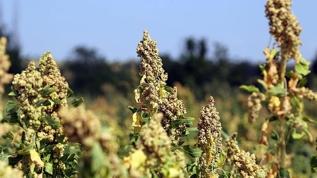 Kinoa uzmanlardan tam not aldı: Sağlık için mucize besin