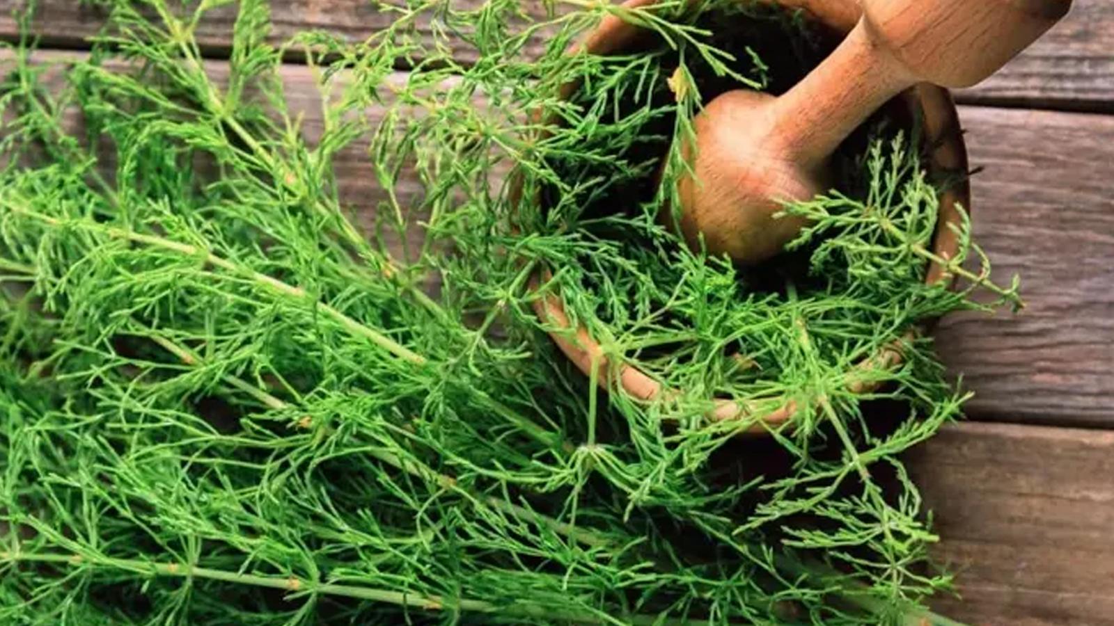 Kırkkilit otu kemik ve eklem sağlığında öne çıkıyor