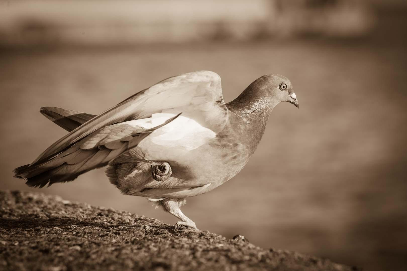 Sakar isimli güvercin 44 yaşında rekor kırarak öldü
