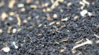 Çörek otu yağı ile bağışıklıkta yeni dönem