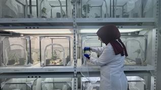 Kahverengi kokarcaya karşı samuray arısı kullanılacak