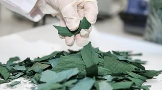 Spirulina'nın 7 temel faydası: Sağlıkta devrim