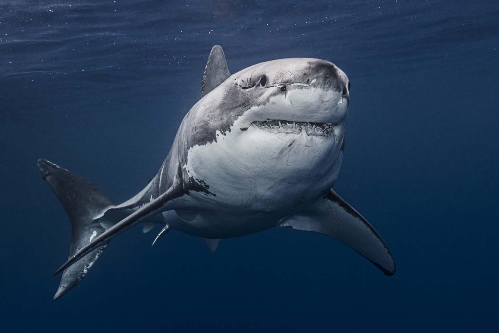 300 büyük beyaz köpekbalığı ortadan kayboldu! Bilim insanları alarmda
