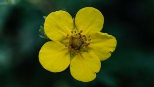 Antibiyotik direncine karşı yeni umut! Doktorların bile şaşırtan keşif