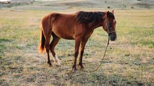 Atlar neden ayakta uyur? Gerçek sandığınızdan farklı