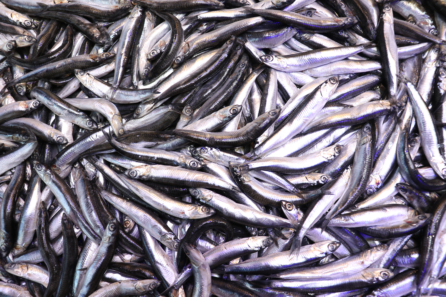 Karadenizli balıkçıları hamsi mutlu etti, Palamut üzdü