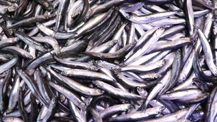 Karadenizli balıkçıları hamsi mutlu etti, Palamut üzdü