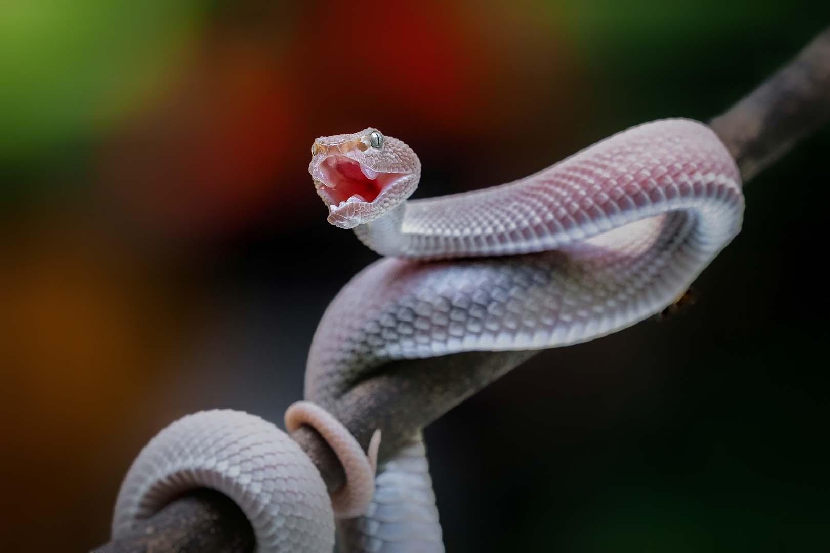 Uzmanlar açıkladı! İnsanlar yılanlar gibi zehir üretebilir